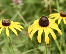 Ratibida pinnata is known by several common names, including prairie coneflower, gray-headed coneflower and yellow coneflower, which can lead to confusion with Echinacea paradoxa, a yellow coneflower native to the Ozarks.
