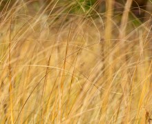 Grasses in the fall. 