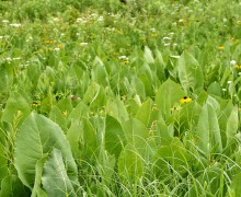 The large leaves of prairie dock (Silphium terebinthinaceum) mark the location of the tall, yellow late-summer flowers that will float above the prairie.